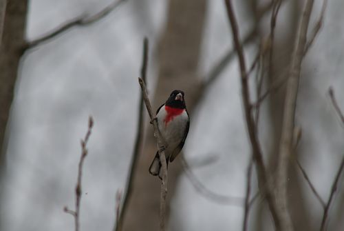 2025-birding-0068.jpg