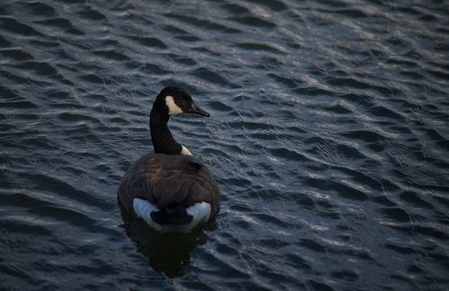 2024-birding-0022.jpg