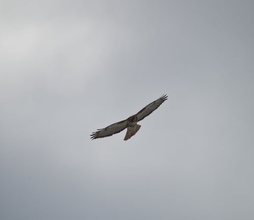 2025-birding-0050.jpg