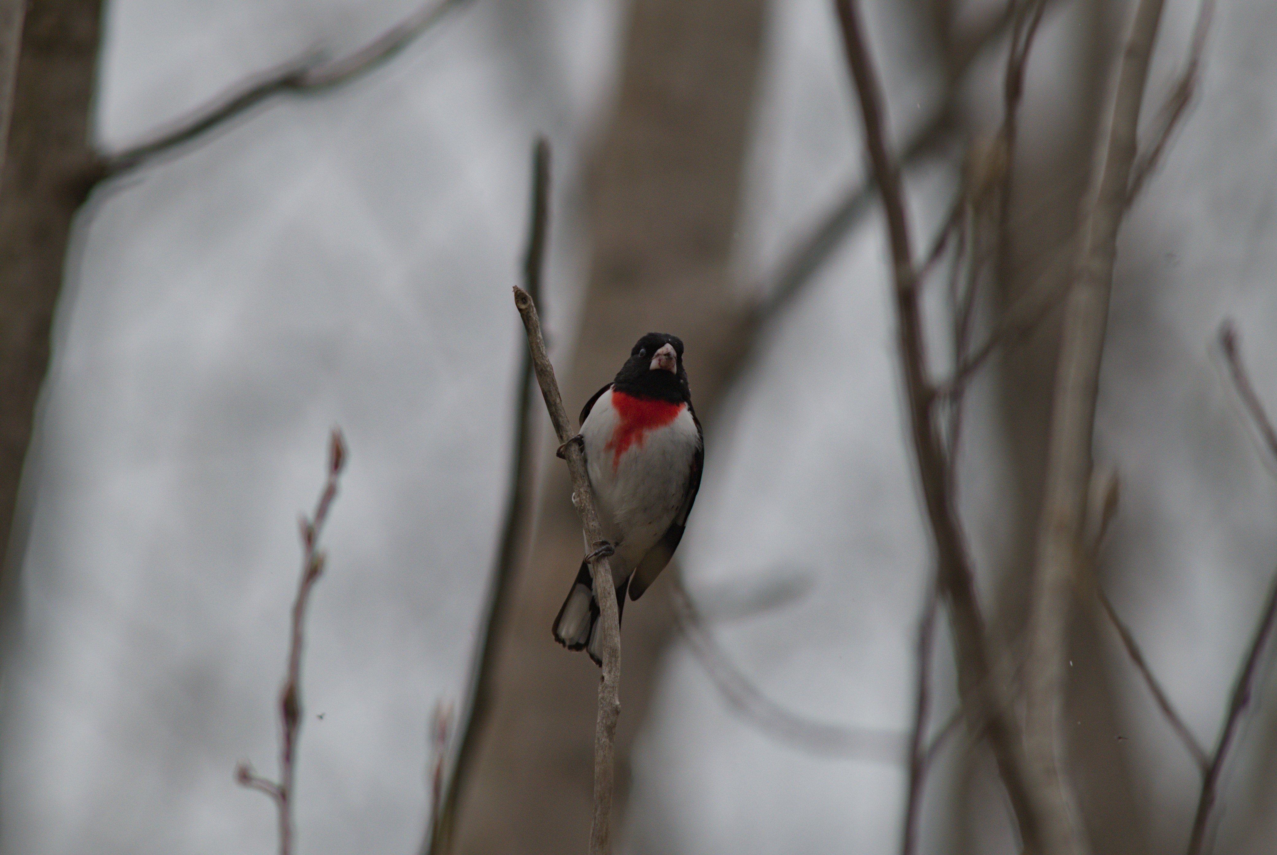 2025-birding-0068.jpg