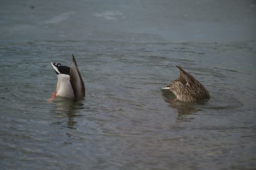 2025-birding-0039.jpg