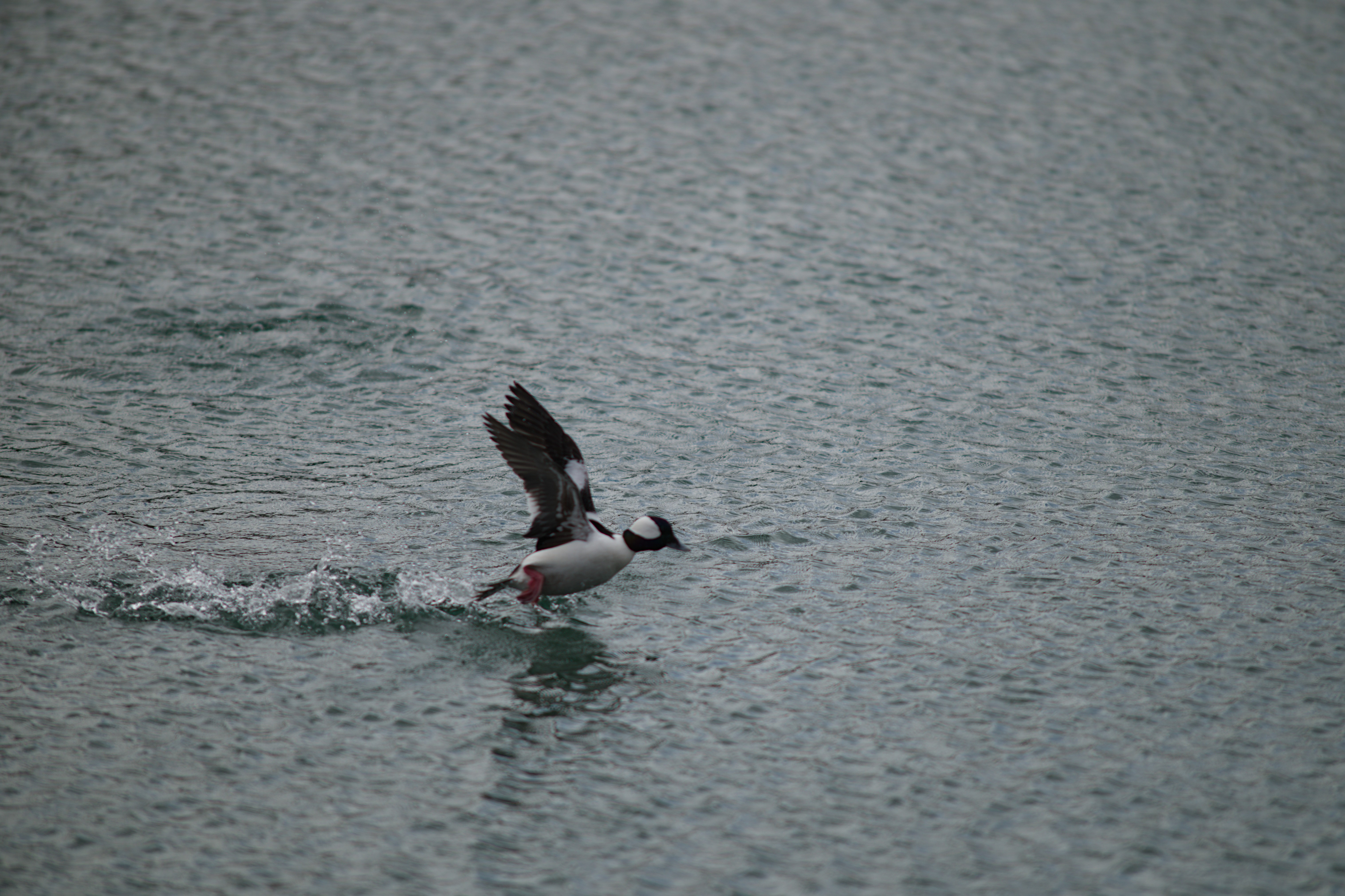 2025-birding-0040.jpg