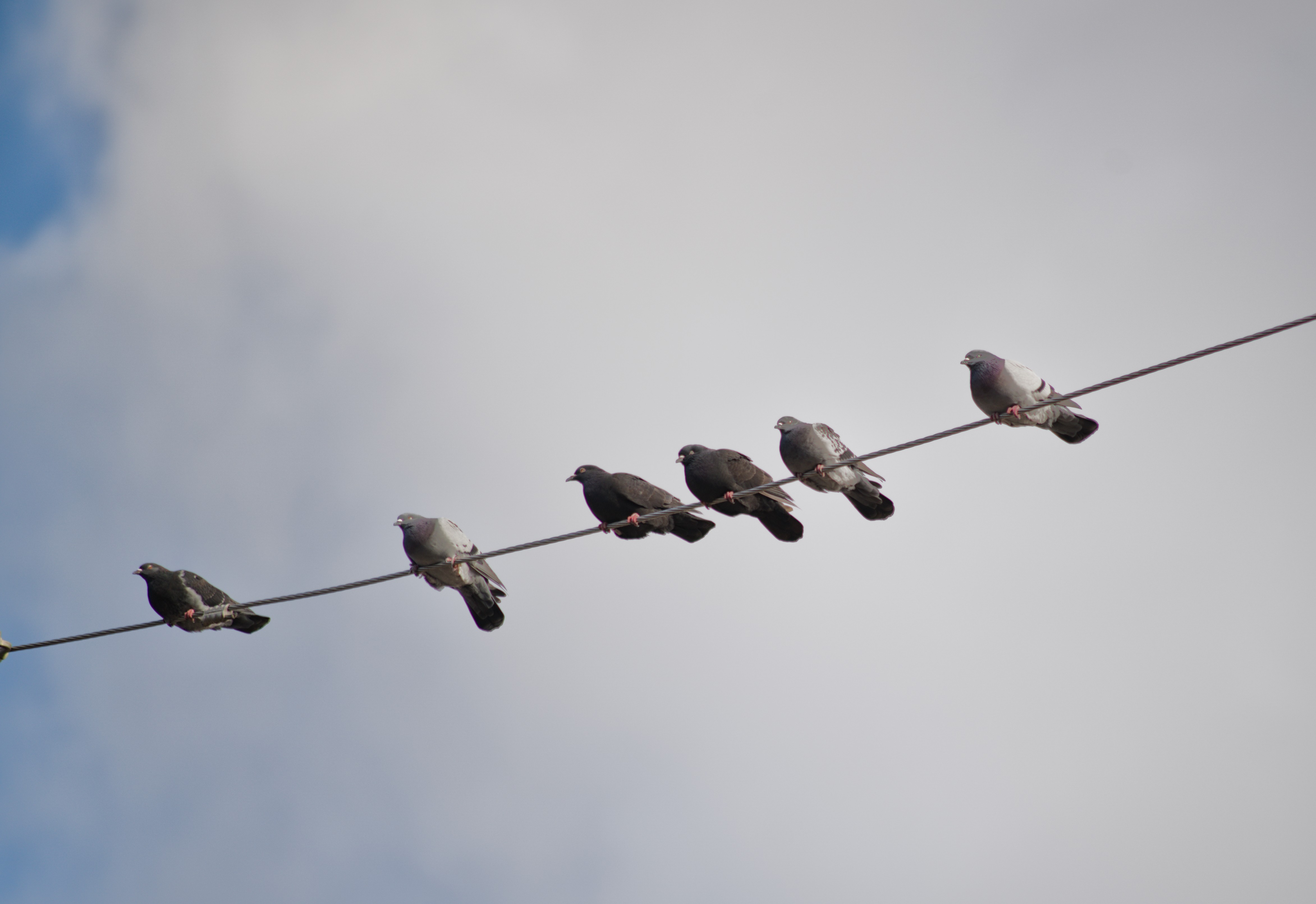 2024-birding-0024.jpg