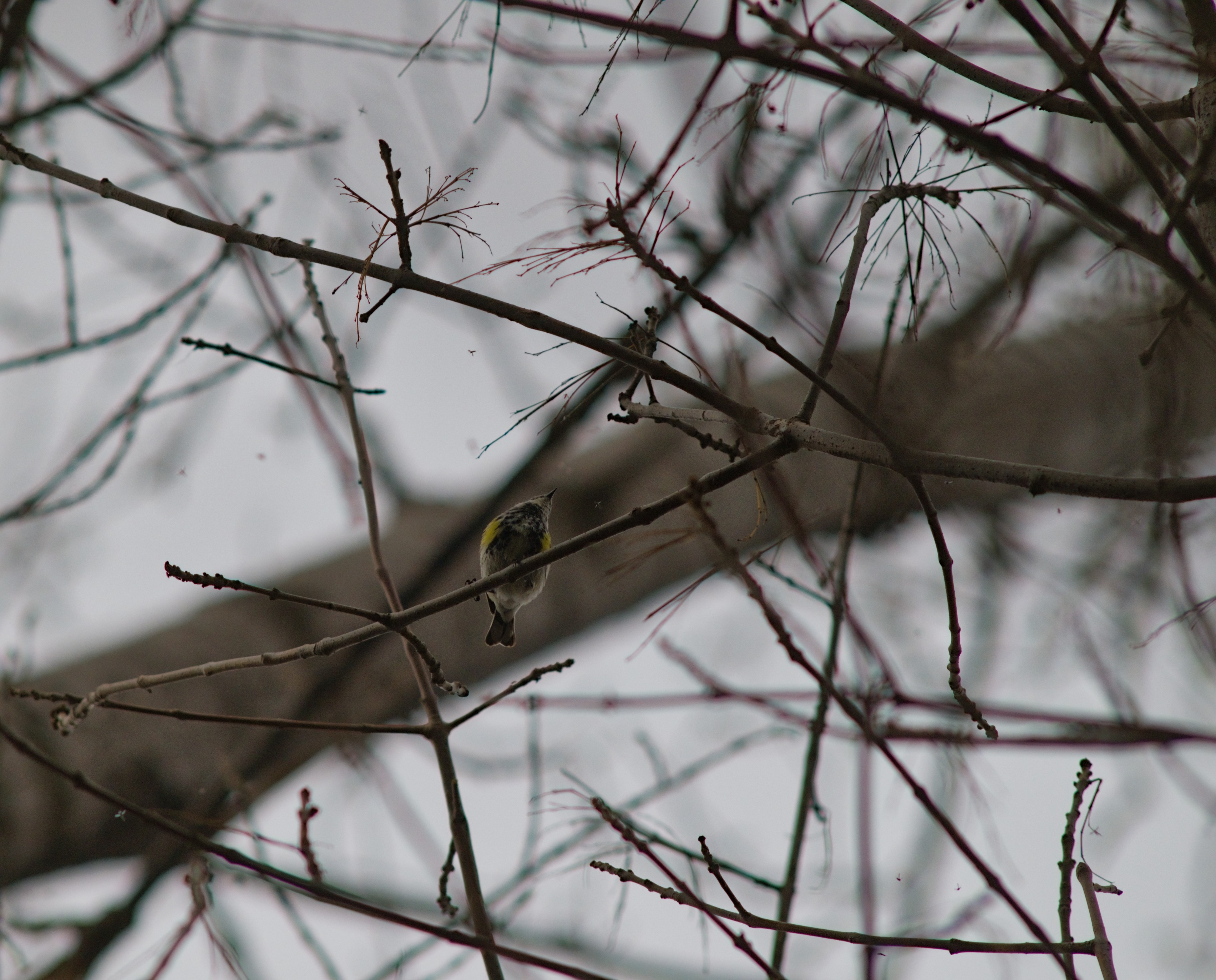 2025-birding-0079.jpg