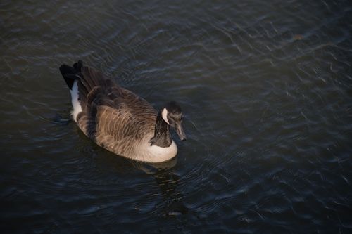 2024-birding-0021.jpg