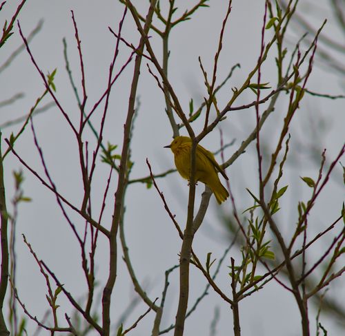 2025-birding-0095.jpg