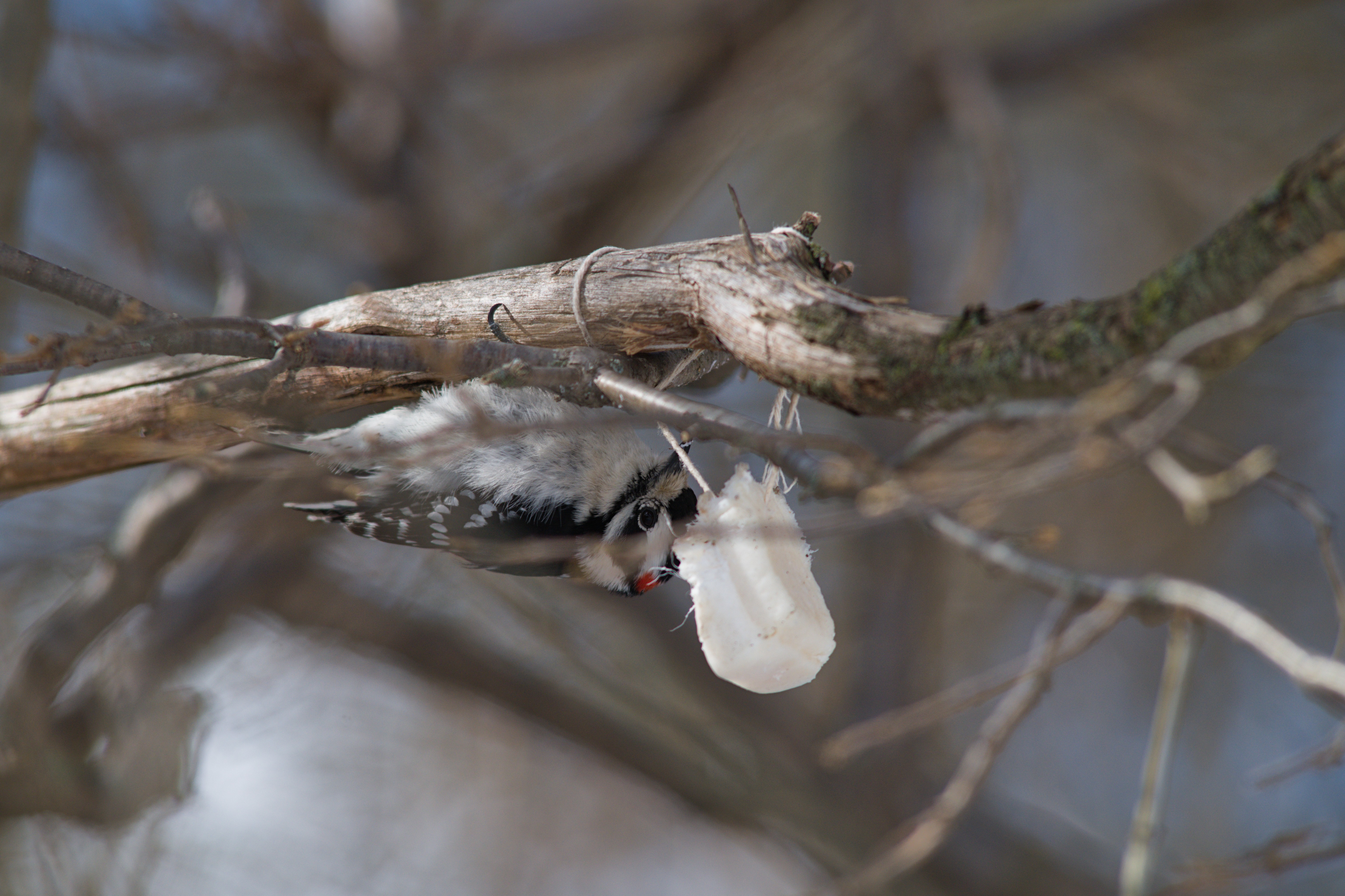 2025-birding-0010.jpg