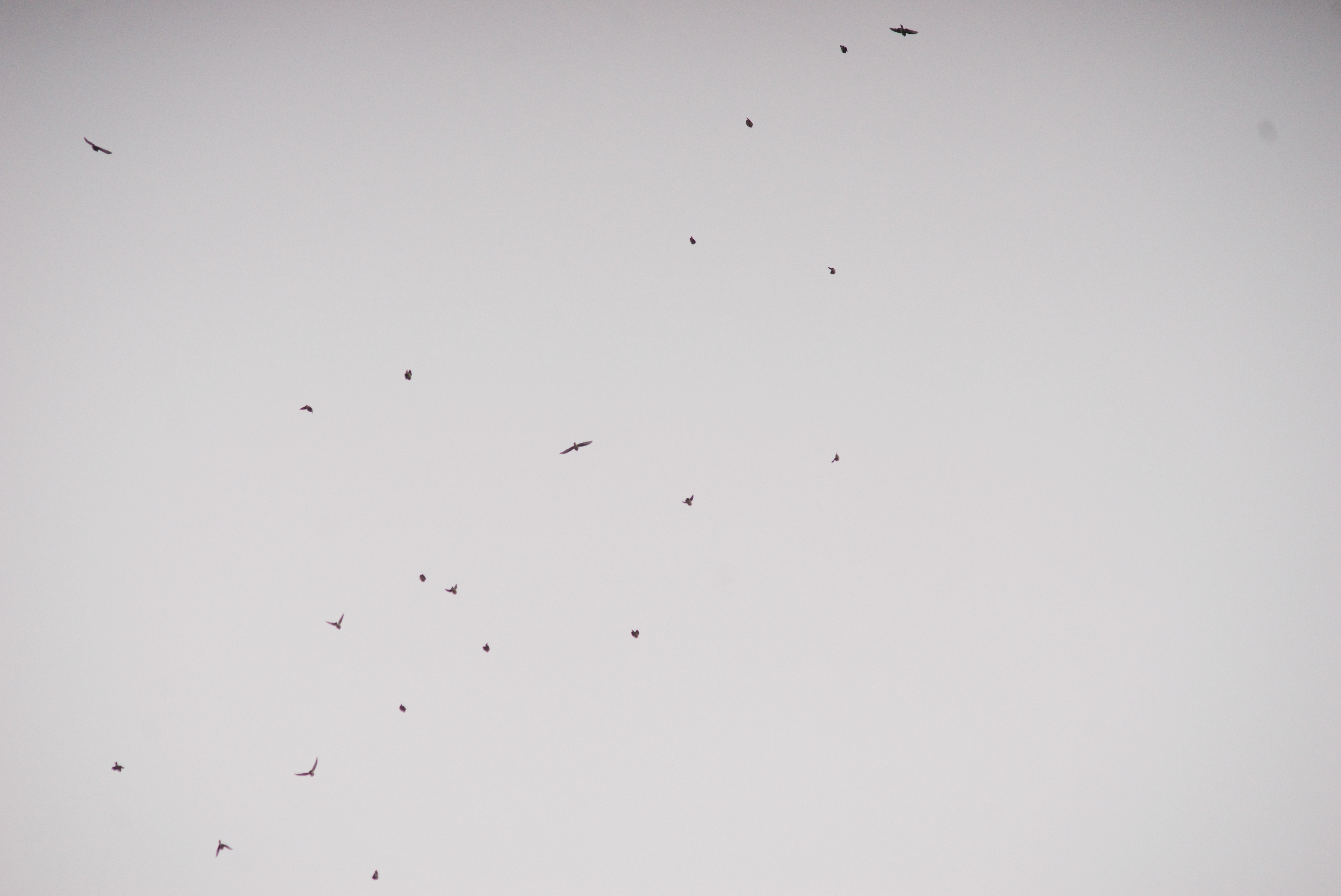 2024-birding-0010.jpg