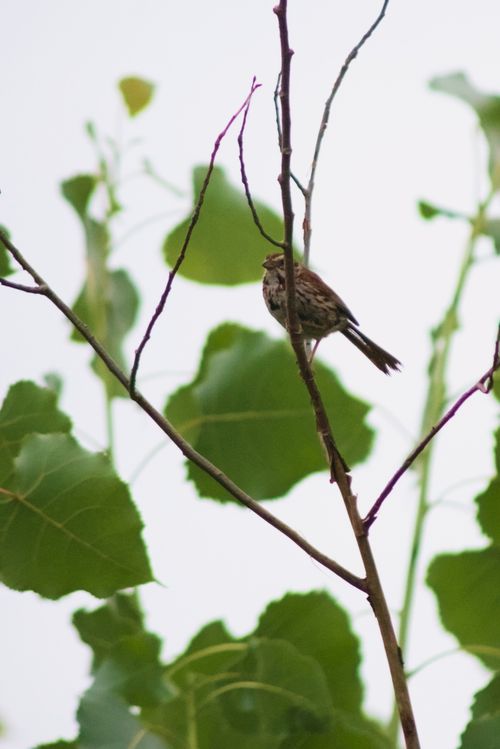 2024-birding-0014.jpg