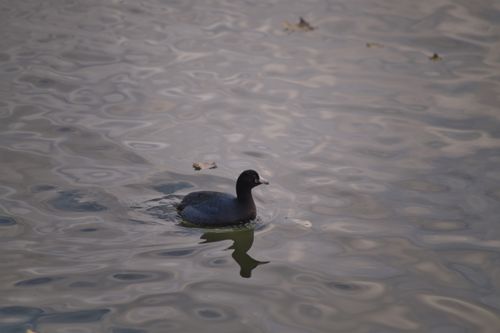 2024-birding-0020.jpg