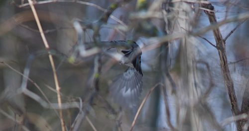 2025-birding-0013.jpg
