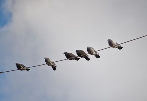 2024-birding-0024.jpg