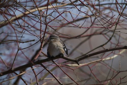 2025-birding-0018.jpg