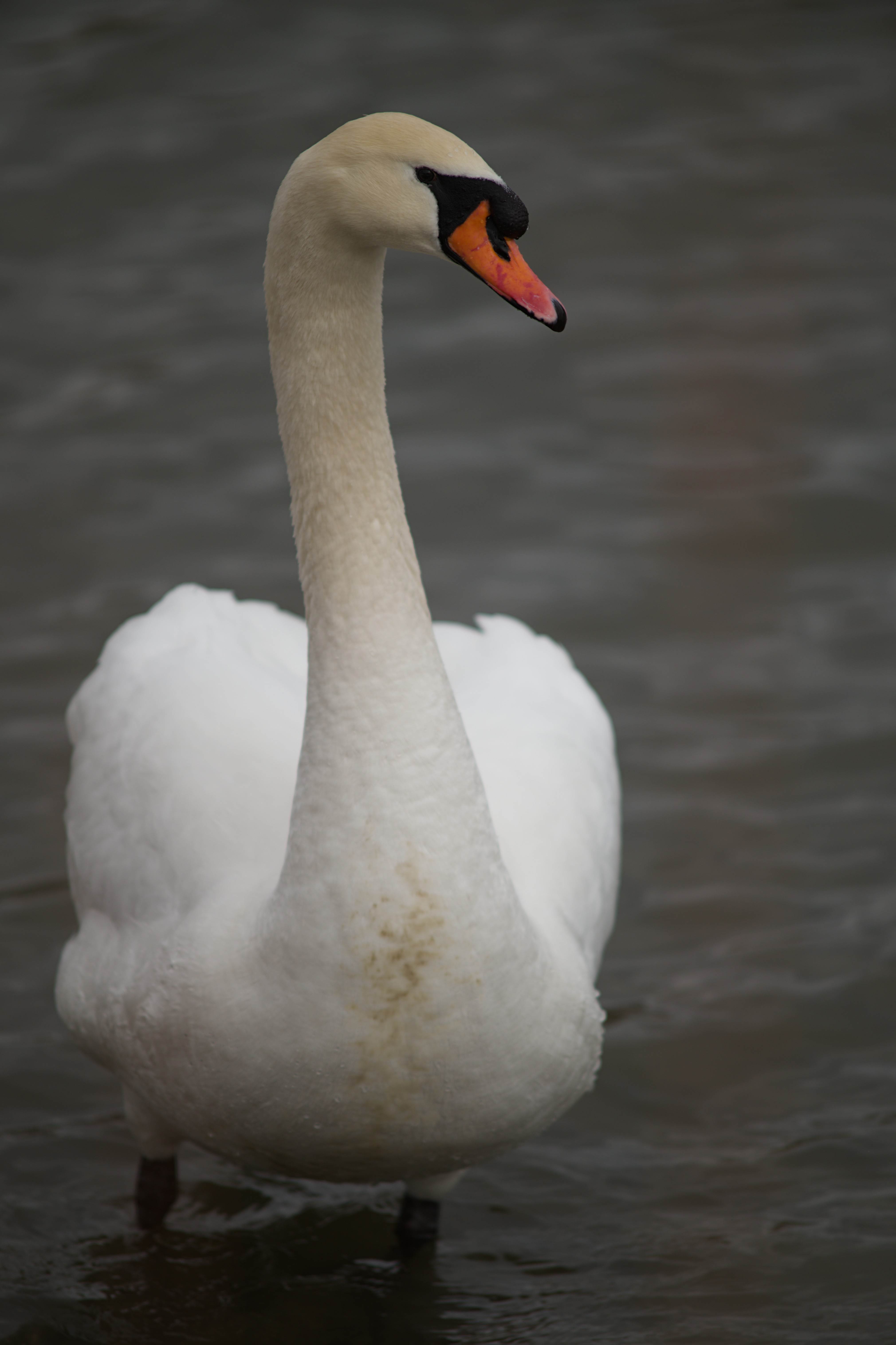 2025-birding-0046.jpg