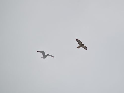 2025-birding-0060.jpg