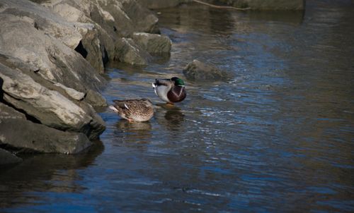 2024-birding-0023.jpg