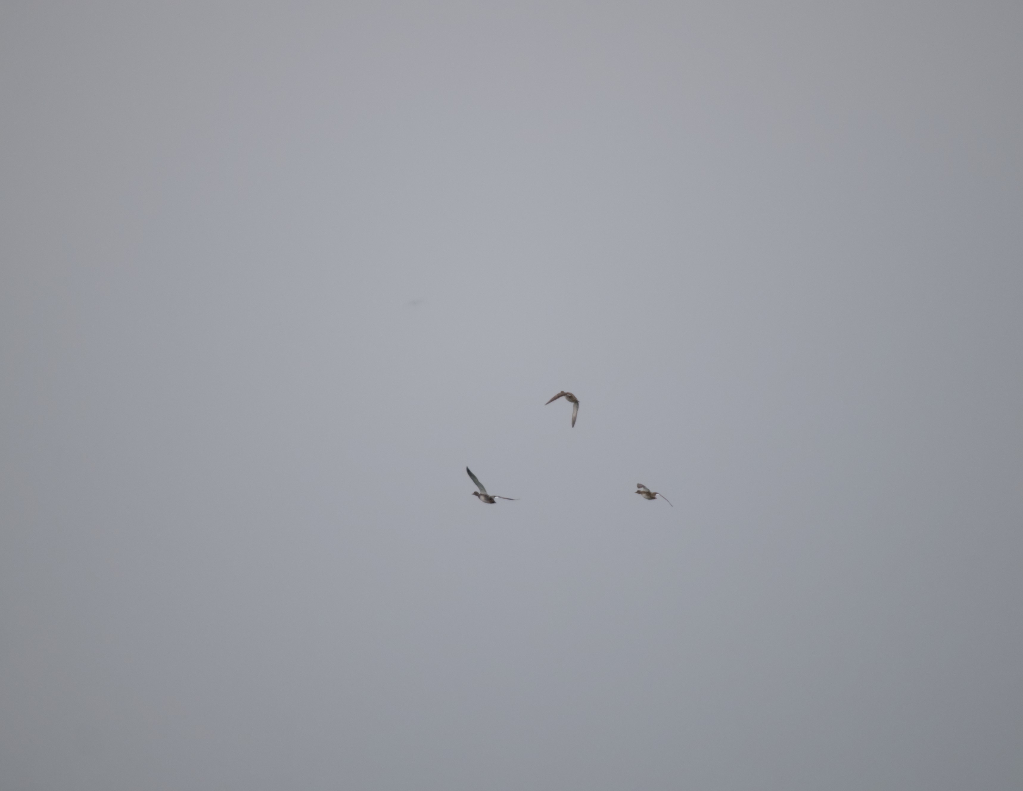 2025-birding-0003.jpg