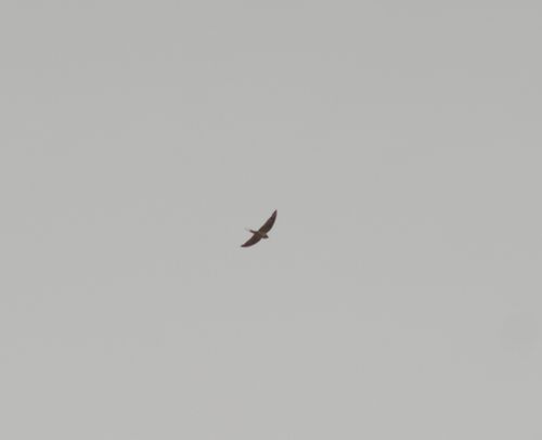 2024-birding-0008.jpg