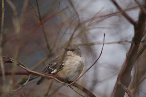 2025-birding-0029.jpg