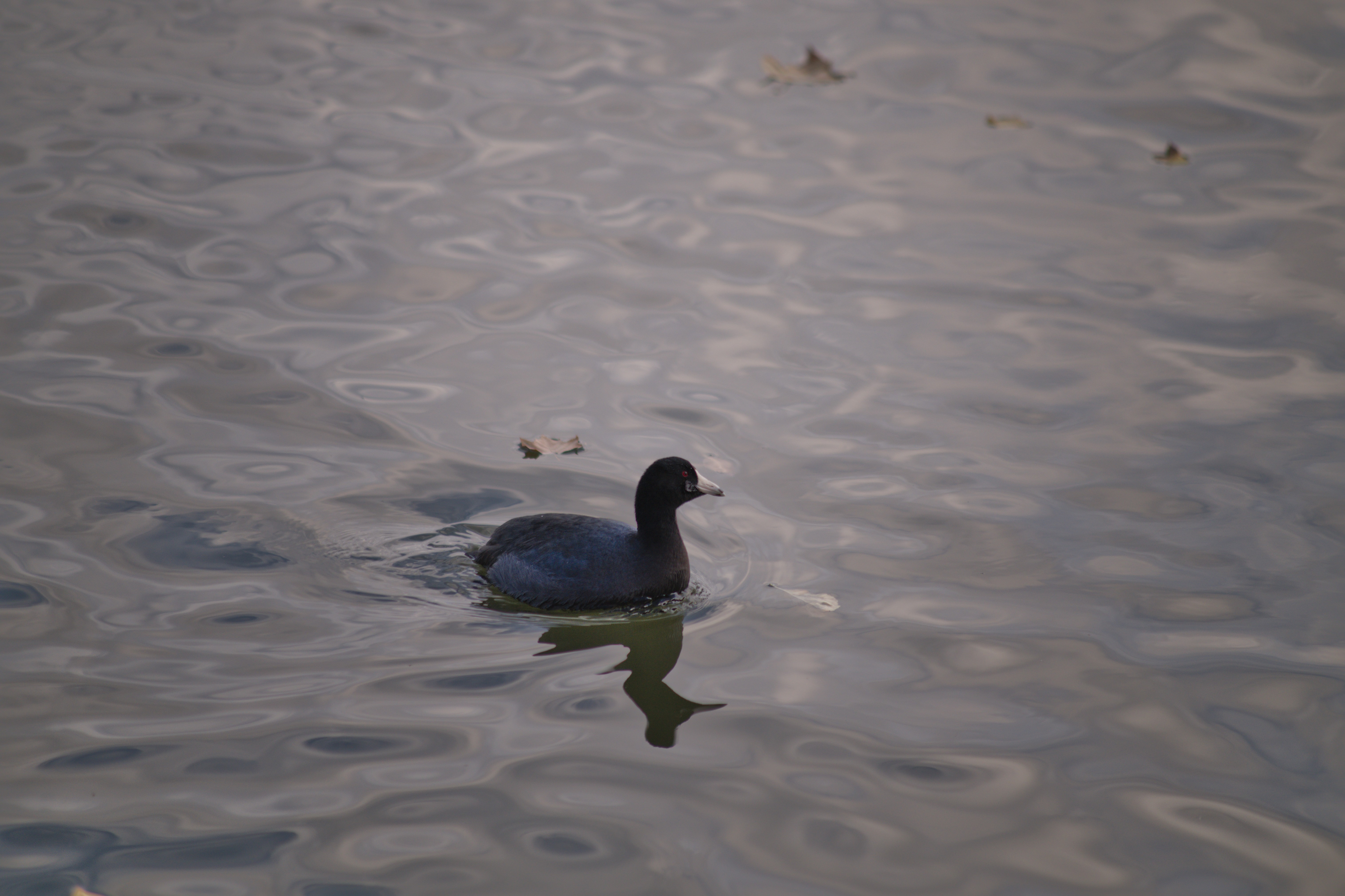 2024-birding-0020.jpg