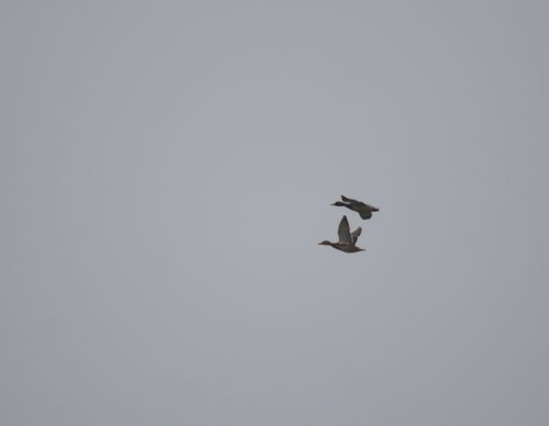 2025-birding-0006.jpg