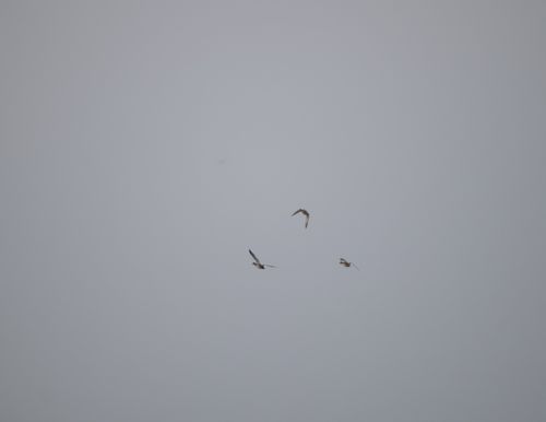 2025-birding-0003.jpg
