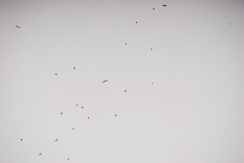 2024-birding-0010.jpg