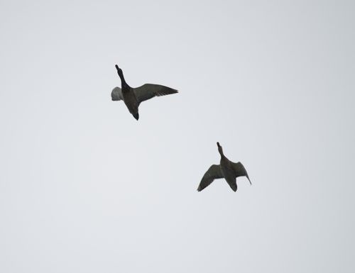 2025-birding-0007.jpg