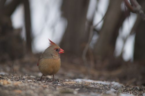 2025-birding-0032.jpg