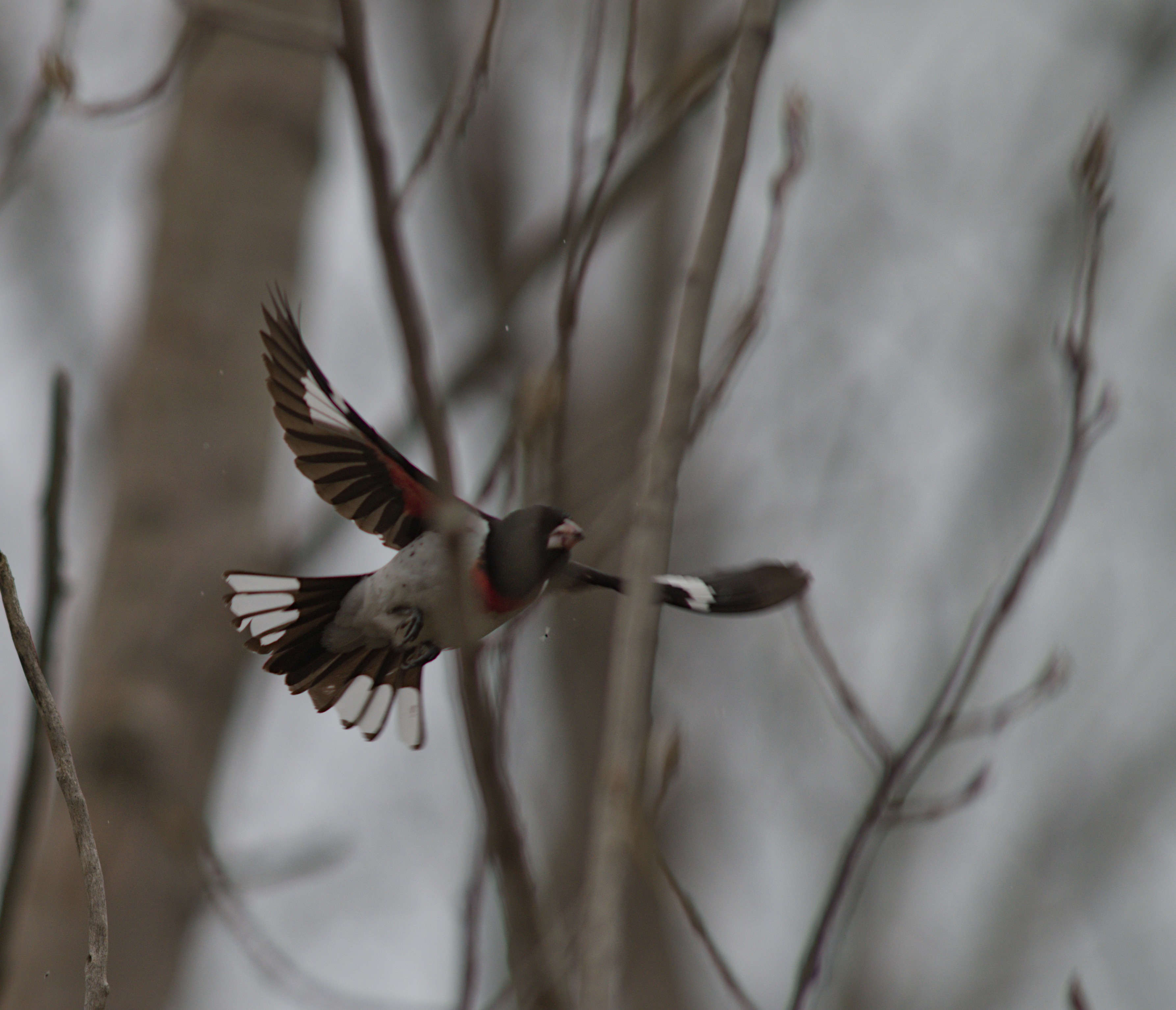 2025-birding-0069.jpg