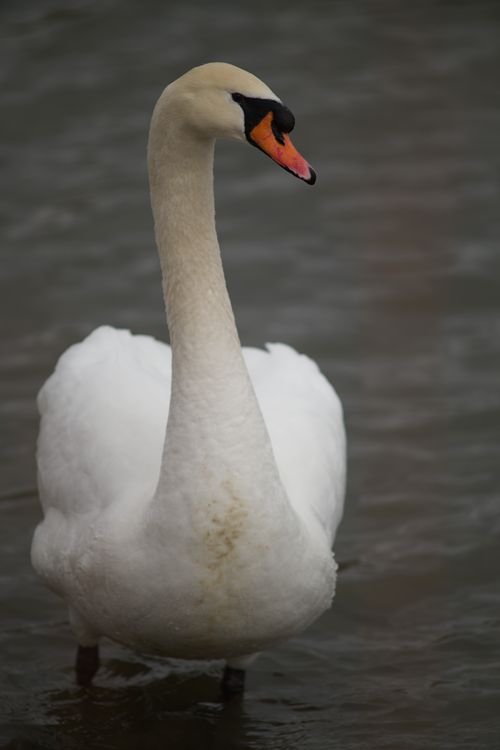 2025-birding-0046.jpg