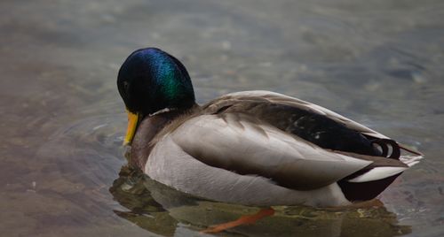 2025-birding-0038.jpg