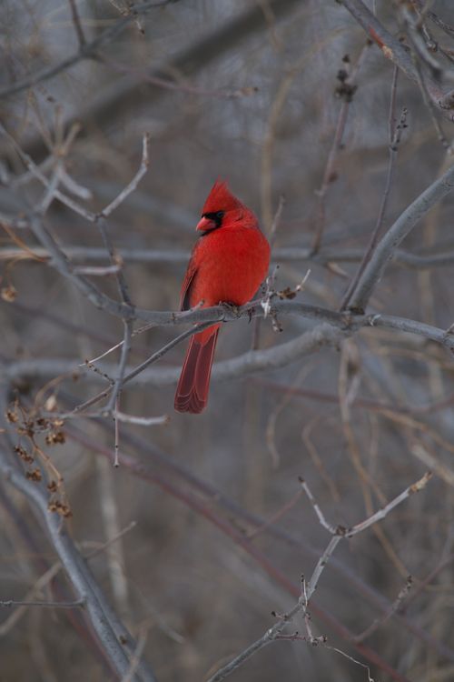 2025-birding-0053.jpg