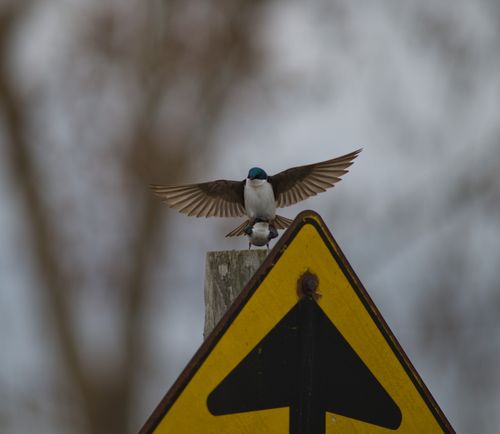 2025-birding-0090.jpg