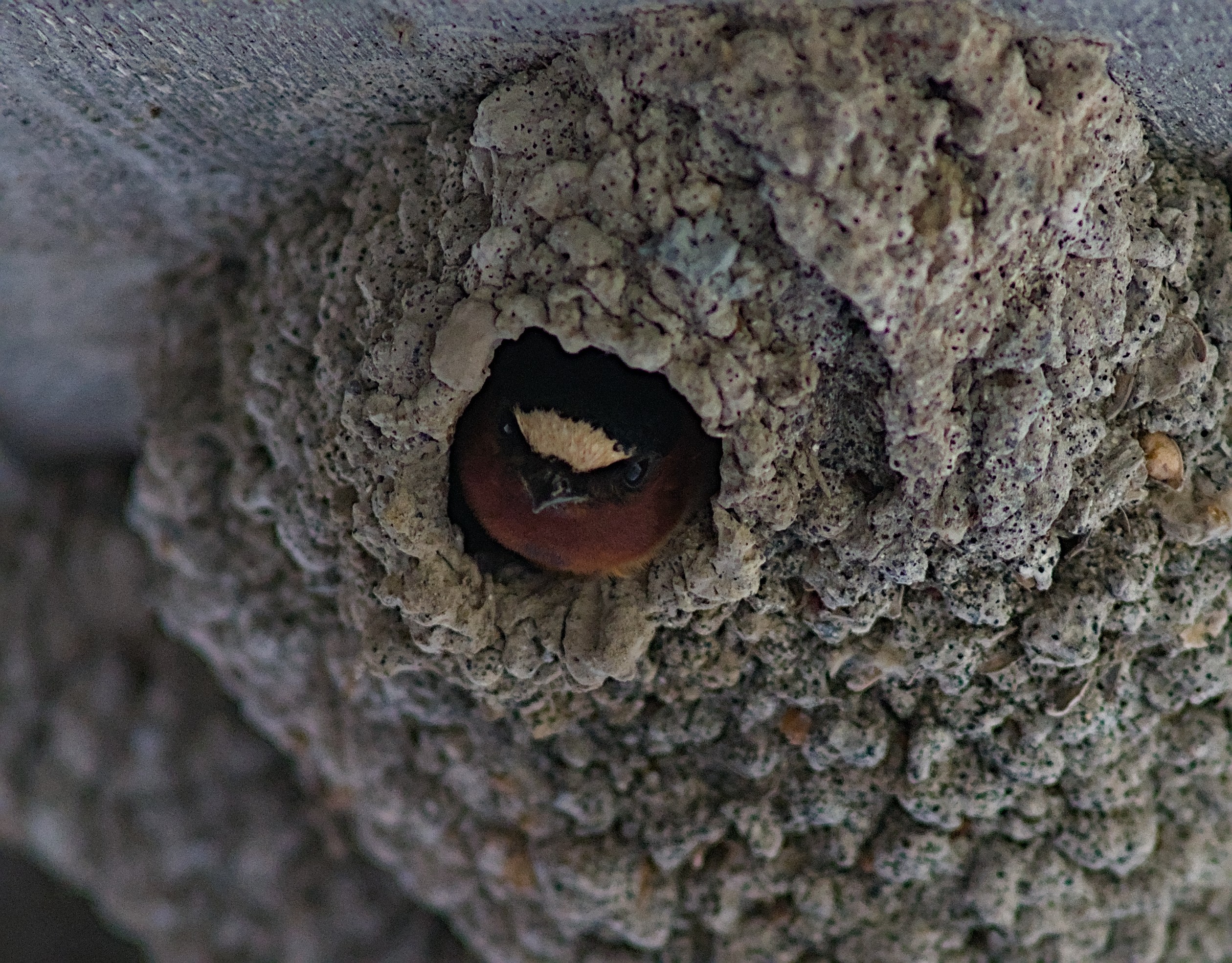 2025-birding-0085.jpg
