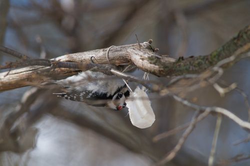 2025-birding-0010.jpg