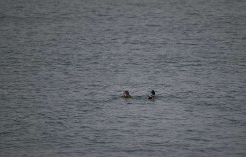 2025-birding-0001.jpg