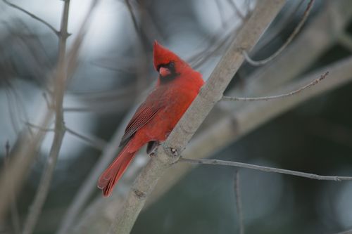 2025-birding-0064.jpg