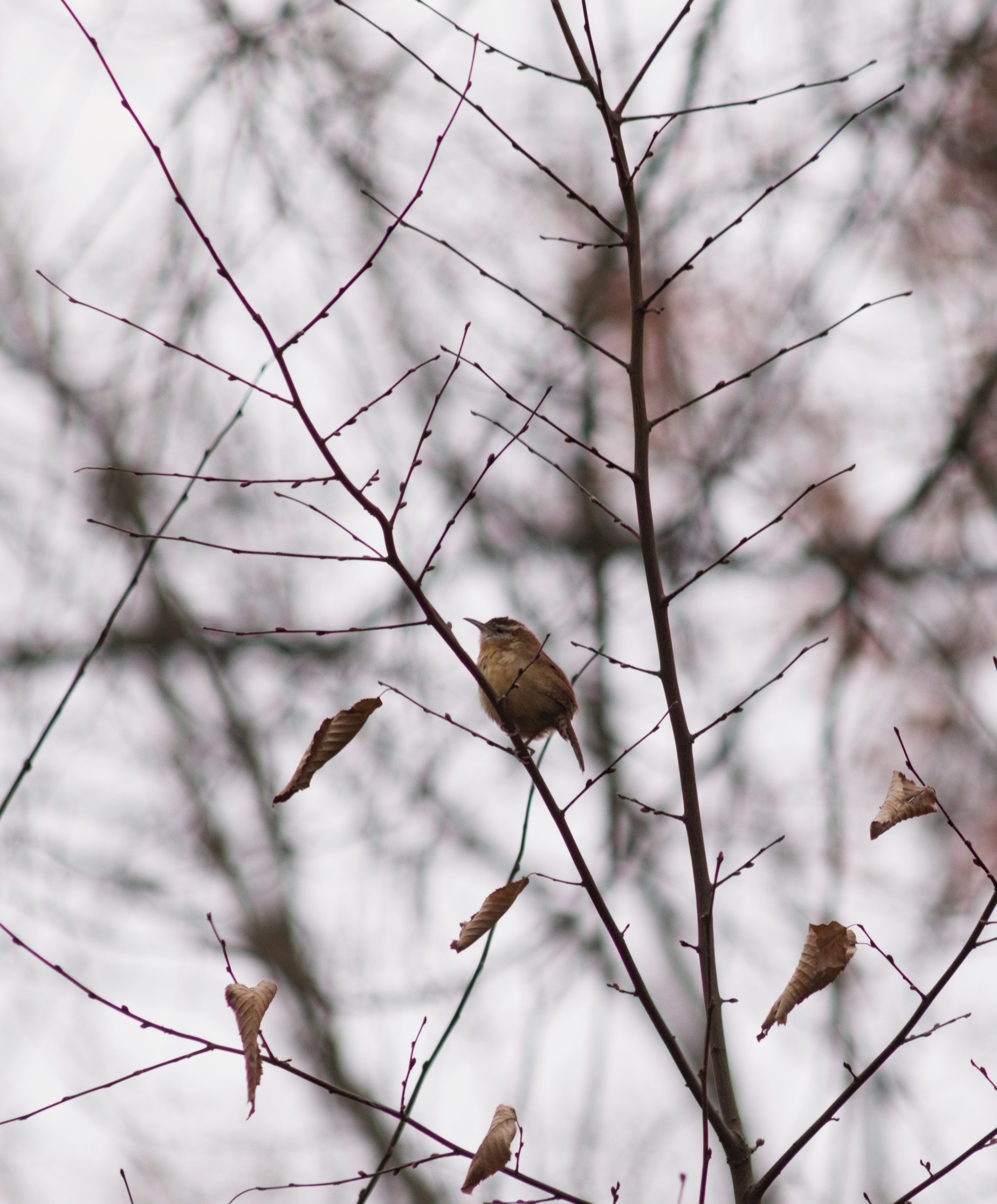 2024-birding-0026.jpg