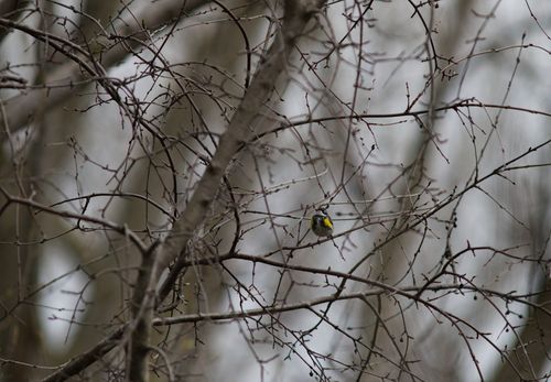 2025-birding-0080.jpg