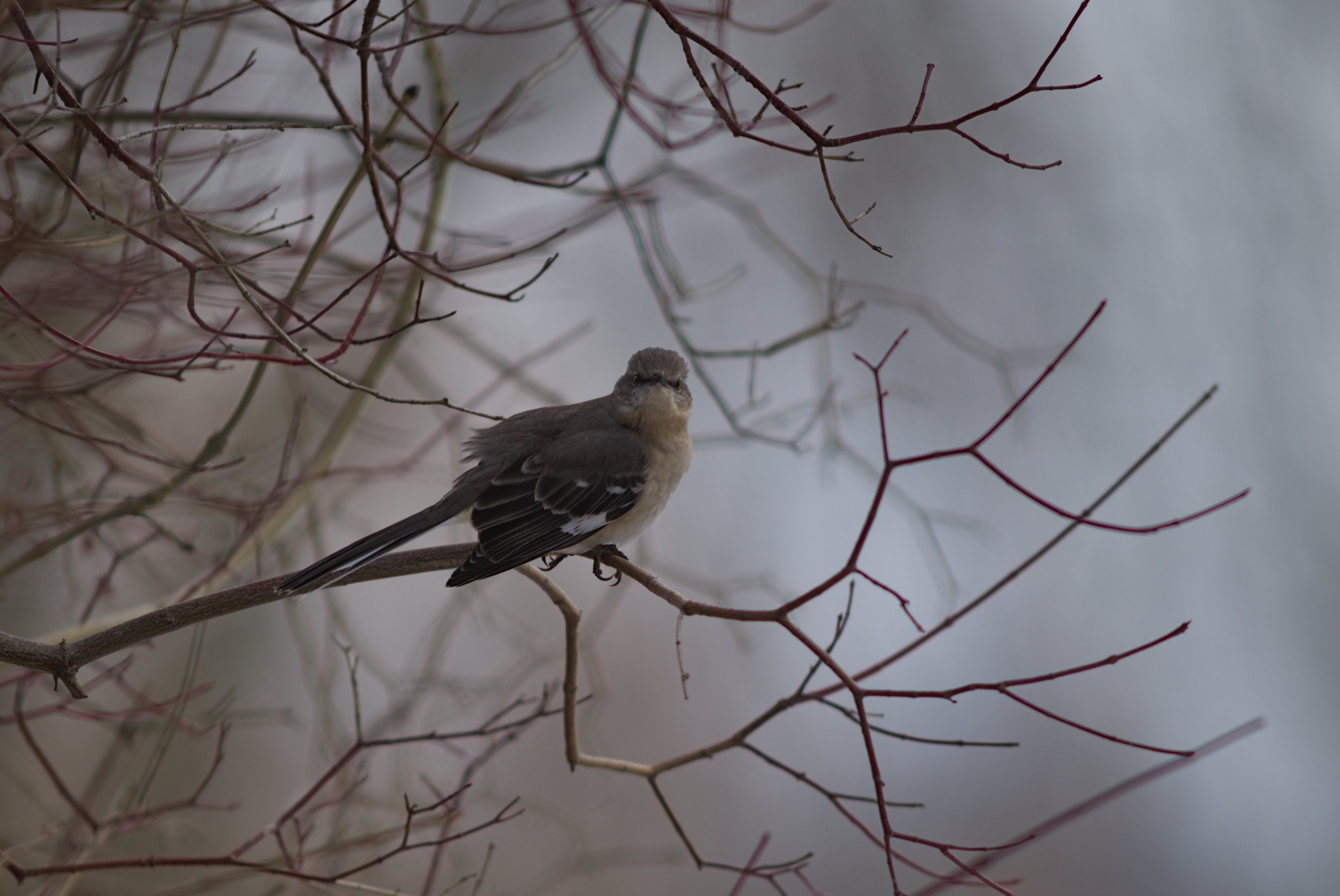 2025-birding-0025.jpg