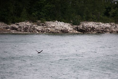 2024-birding-0012.jpg