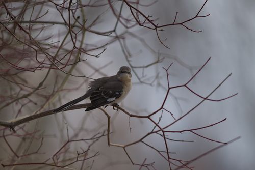 2025-birding-0025.jpg