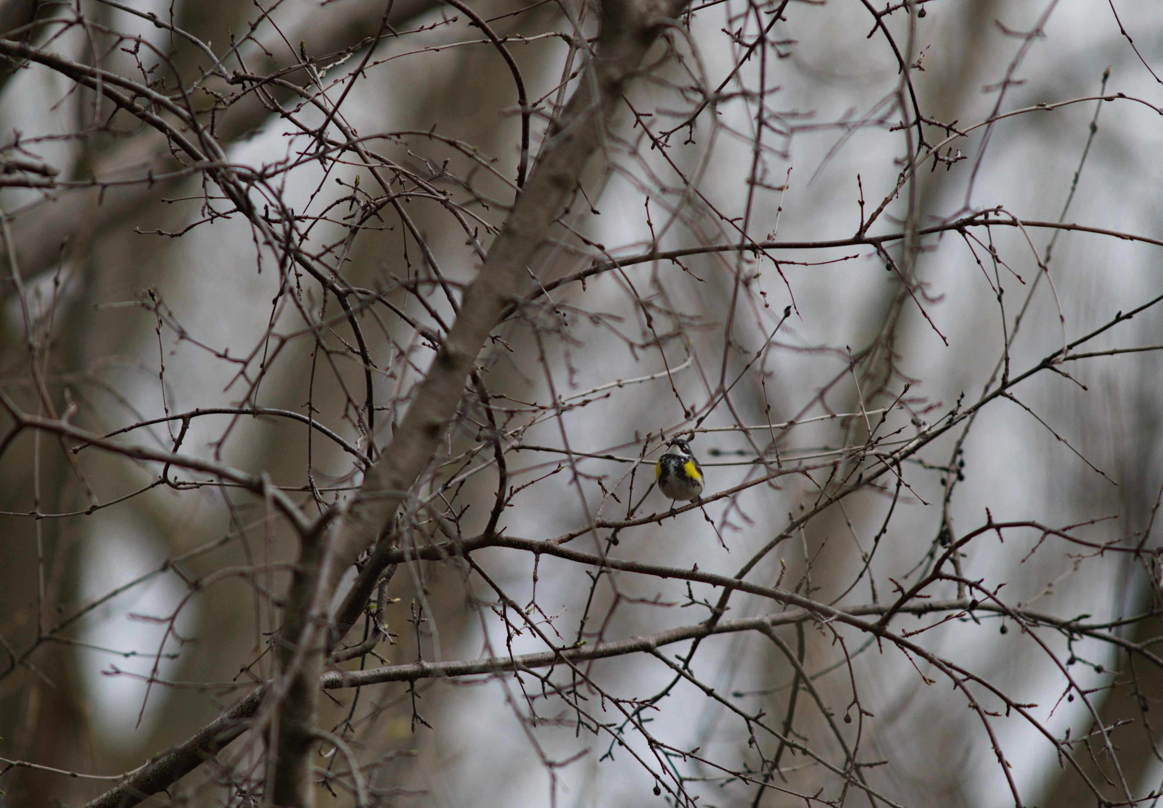 2025-birding-0080.jpg