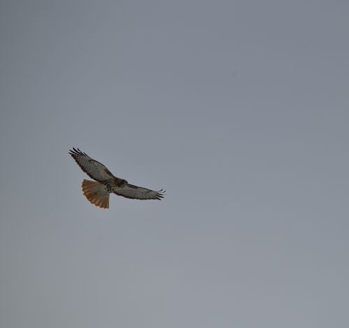 2025-birding-0049.jpg