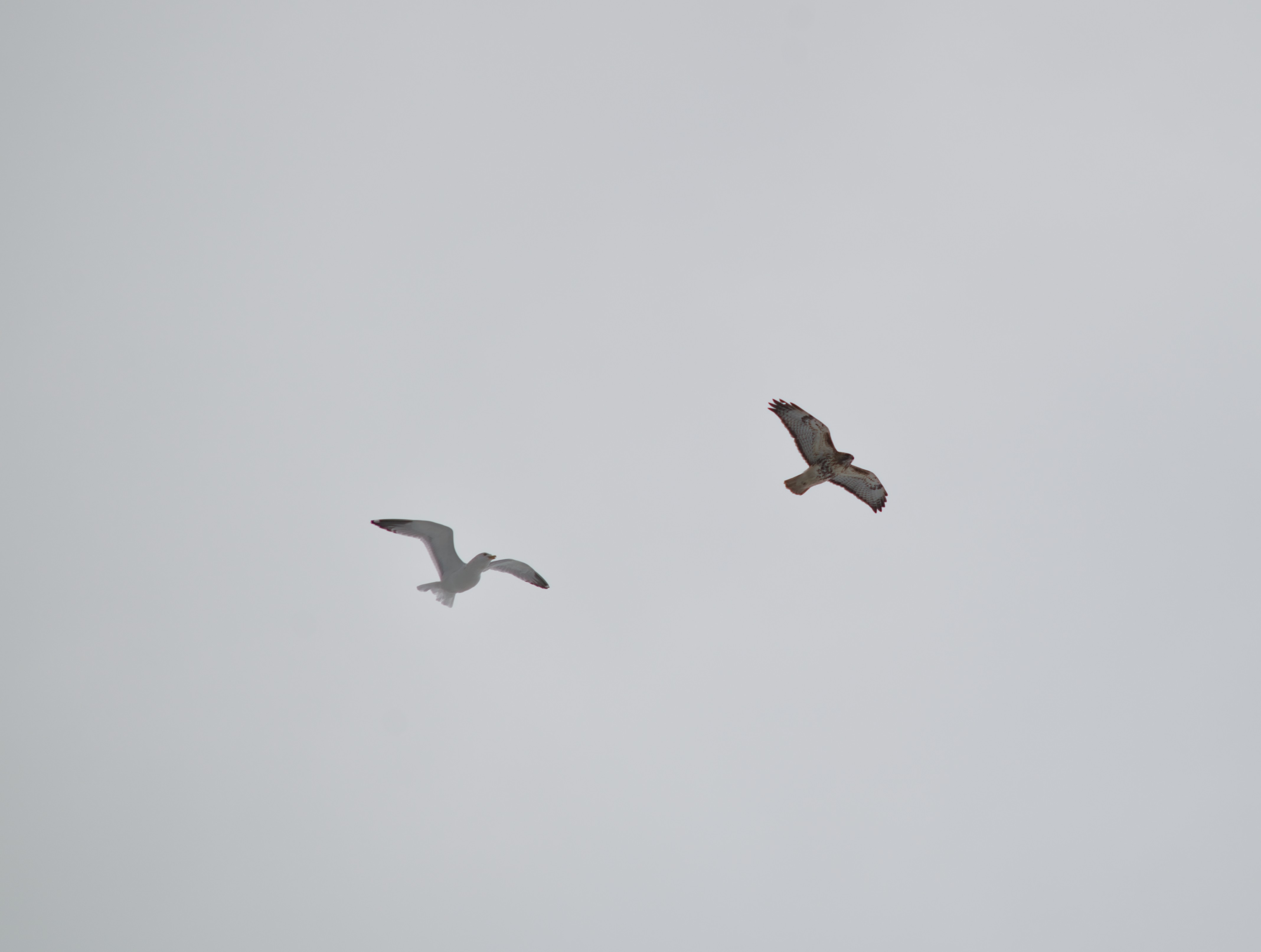 2025-birding-0060.jpg