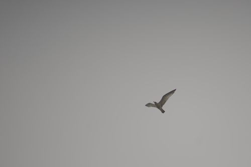 2024-birding-0018.jpg