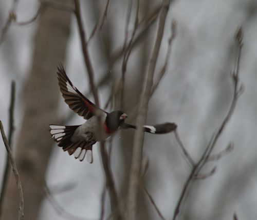 2025-birding-0069.jpg