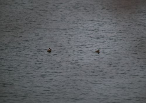 2025-birding-0008.jpg