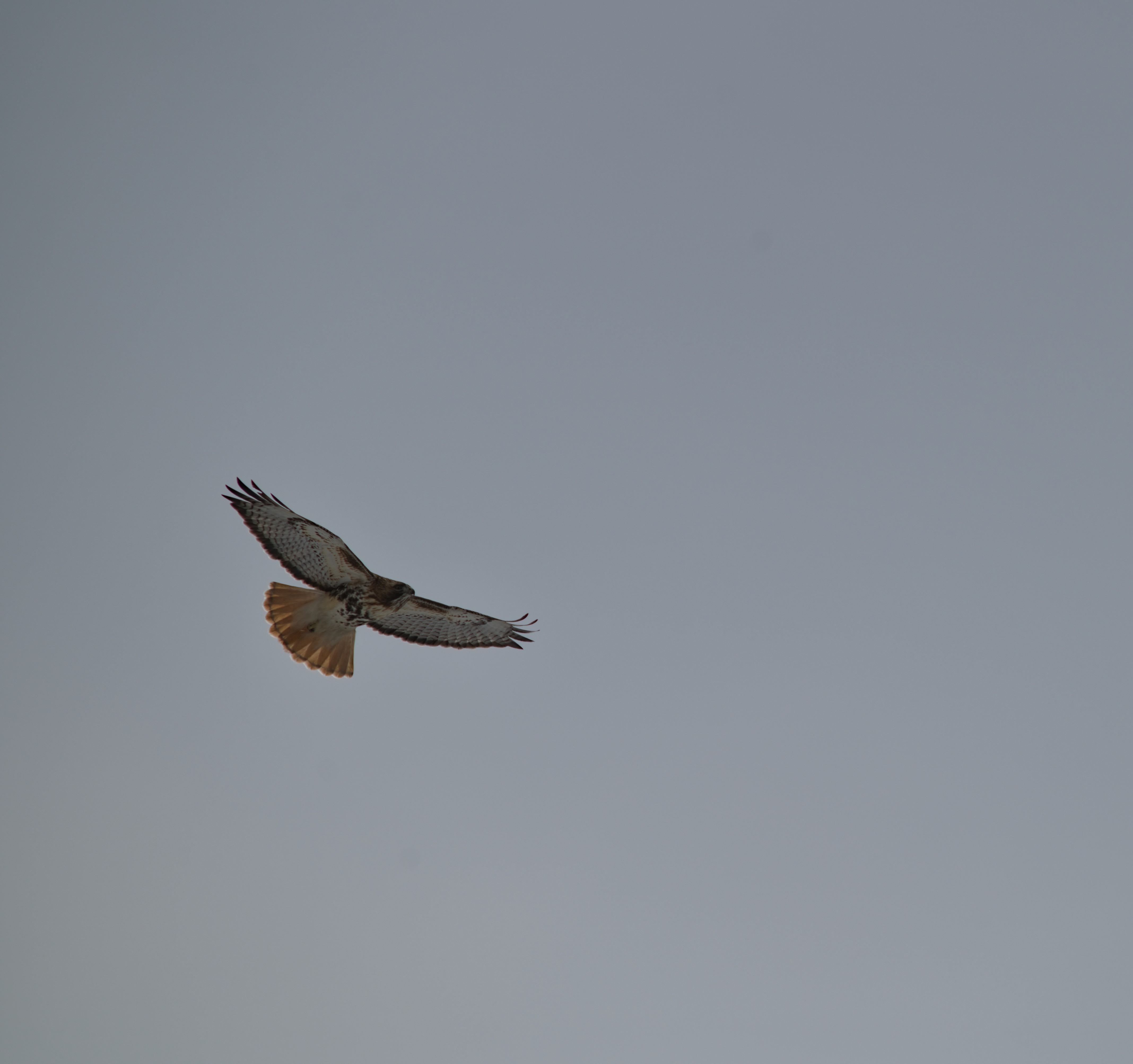 2025-birding-0049.jpg